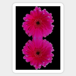 Hot Pink Gerbera Sticker